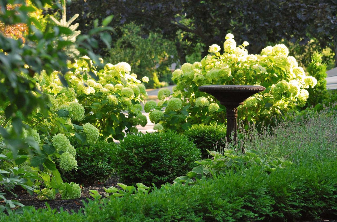 green and white garden, year round interest, pollinator plants, stormwater
